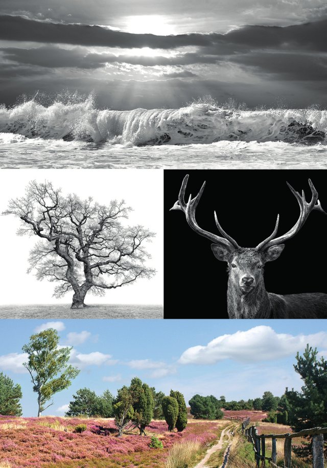 Collage aus 4 Bildern: Schwarz-weiß Fotografie einer Welle, schwarz-weiß Fotografie eines großen knorrigen Baums, schwarz-weiß Fotografie eines Hirschs mit großen Geweih, Farbfotografie einer Heidelandschaft.